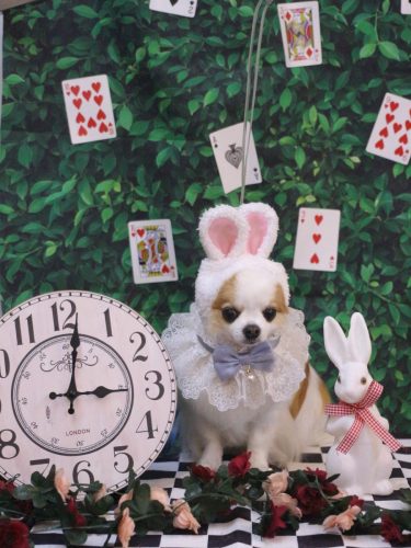 20250418りくくん